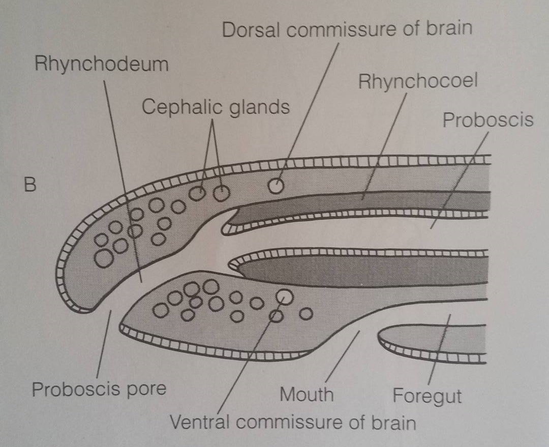 figure image